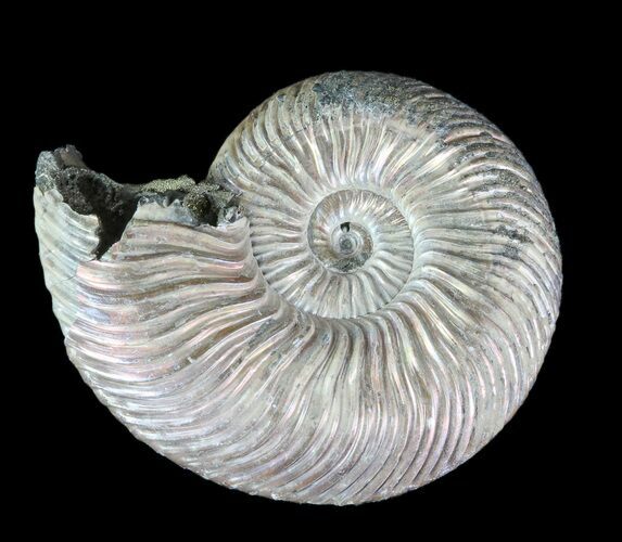 Iridescent Ammonite (Quenstedticeras) Fossil With Pyrite #78520